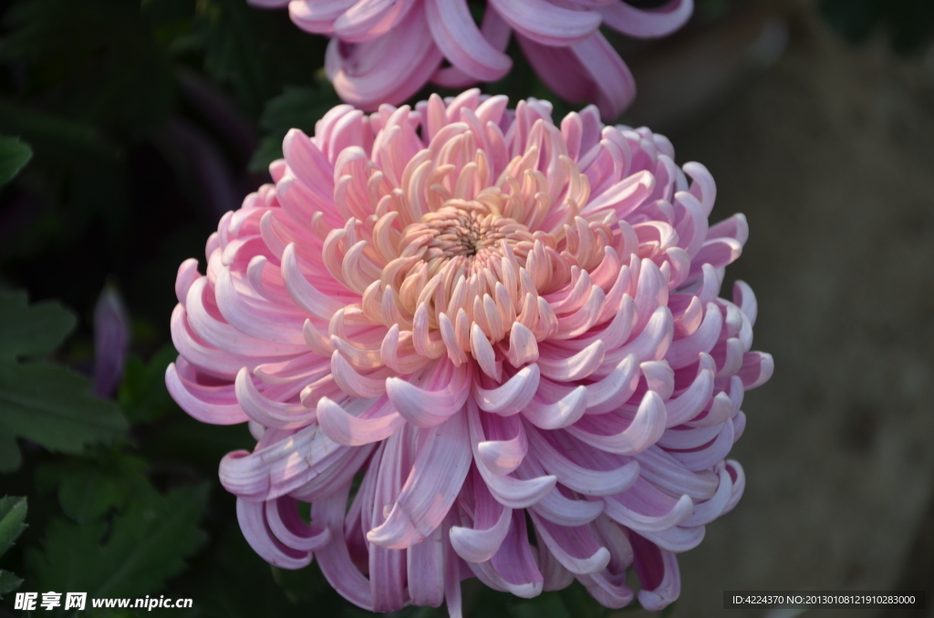 菊花