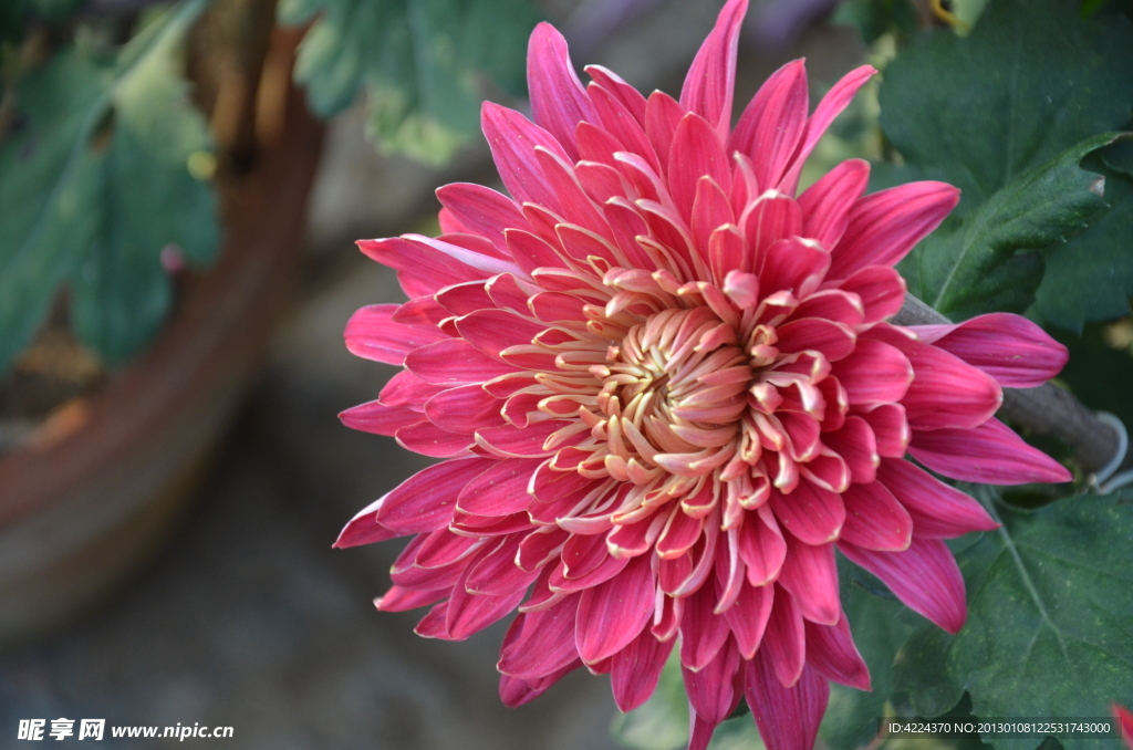 菊花