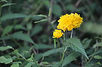重瓣棣棠花