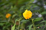 重瓣棣棠花