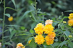 重瓣棣棠花