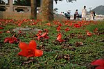 木棉花