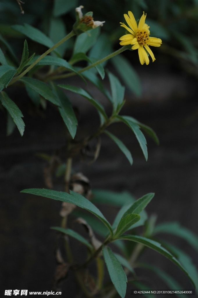 黄花无奇草