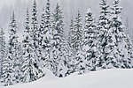 雪景