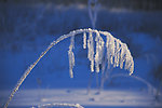 雪景