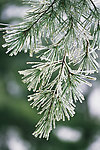 雪挂