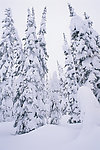 雪景