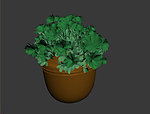 植物模型