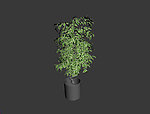 植物模型
