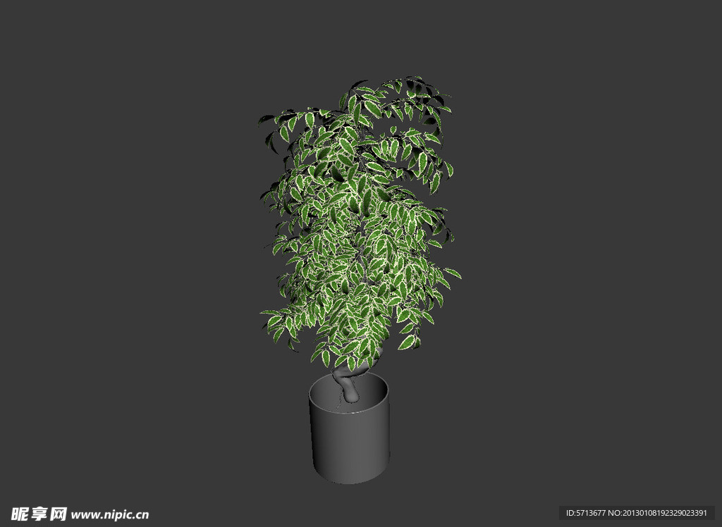 植物模型