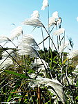 飘逸芦苇
