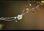 小小李花舒嫩白