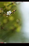 小小李花舒嫩白