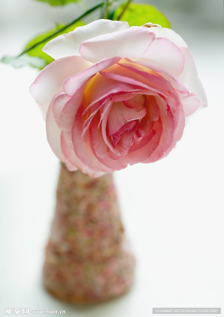 粉色鲜花