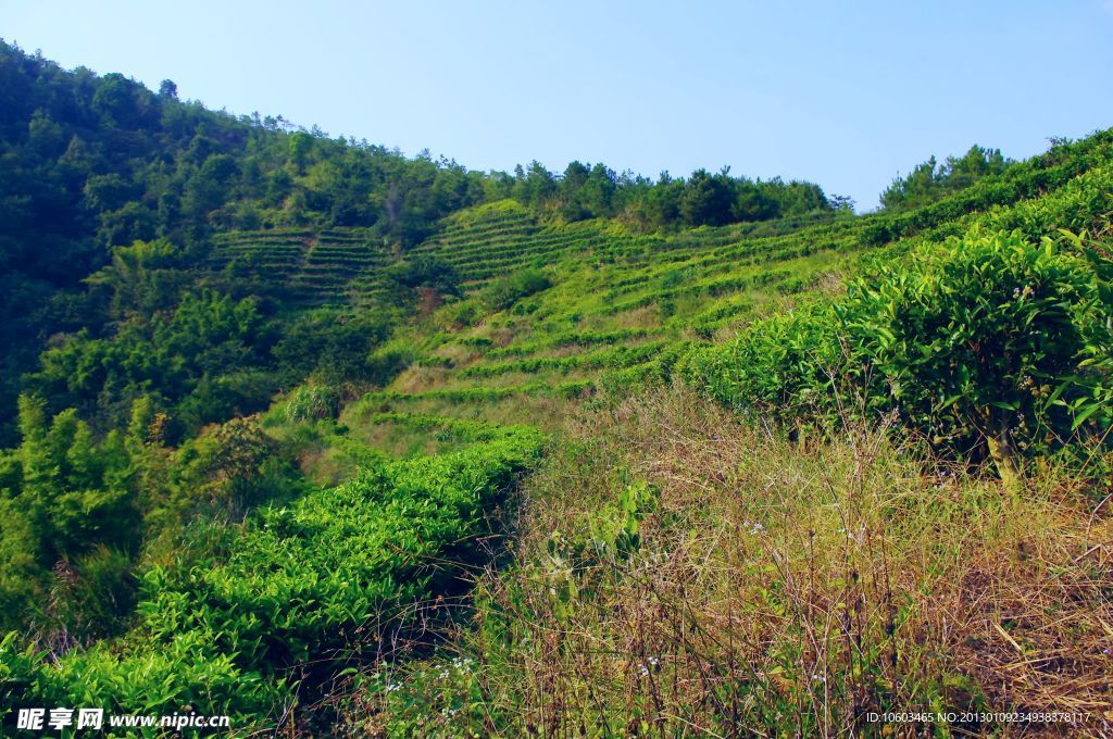 山水梅州 绿色茶山