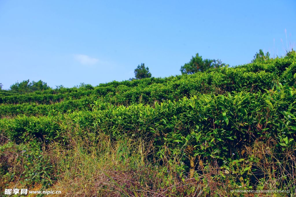 山水梅州 绿色茶山