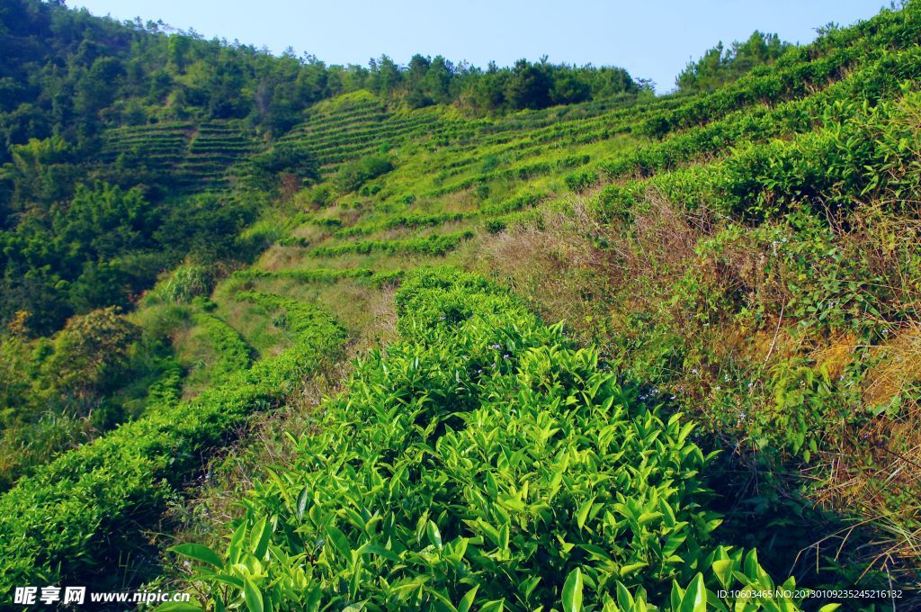 山水梅州 绿色茶山