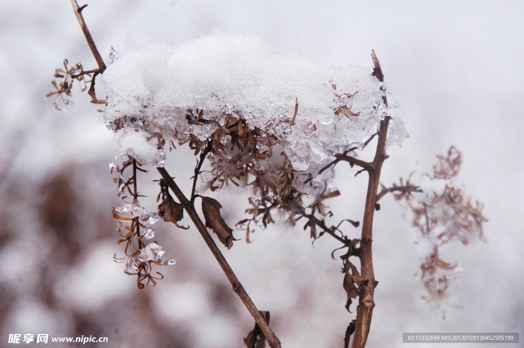 晶莹的雪