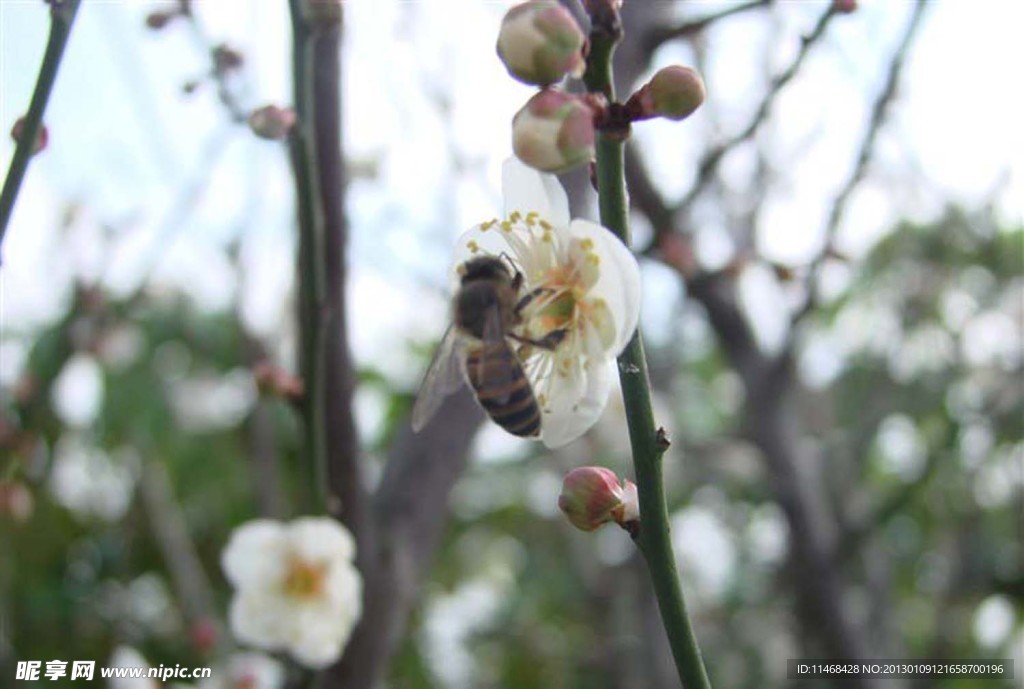 蜜蜂采密