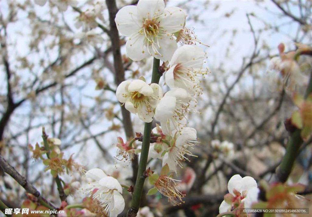 梅花