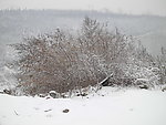 雪后草丛