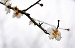 梅花