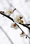 梅花