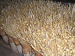 金针菇生产