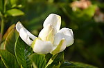 栀子花