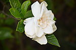 栀子花