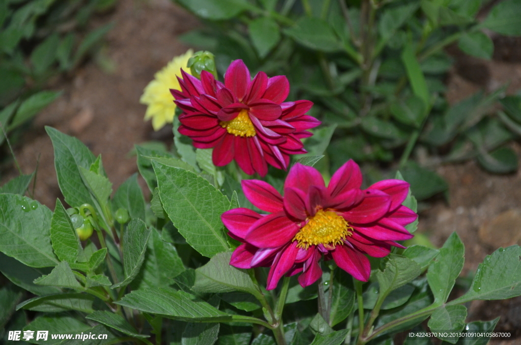 小丽花