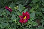 小丽花