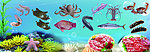 海鲜
