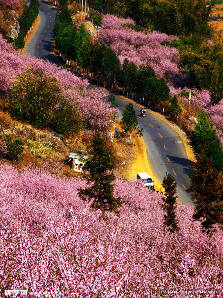 桃花盛开