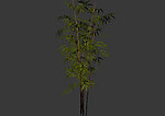 植物模型