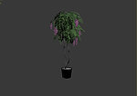 植物模型