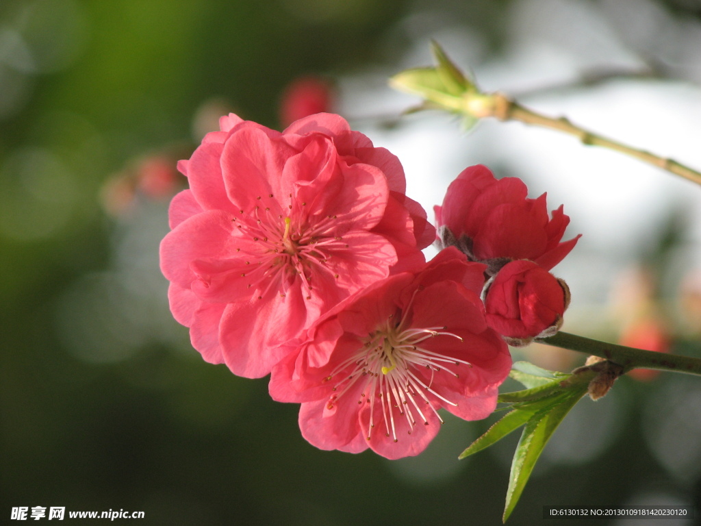 桃花