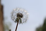 蒲公英