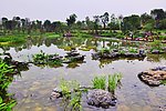 海珠湿地