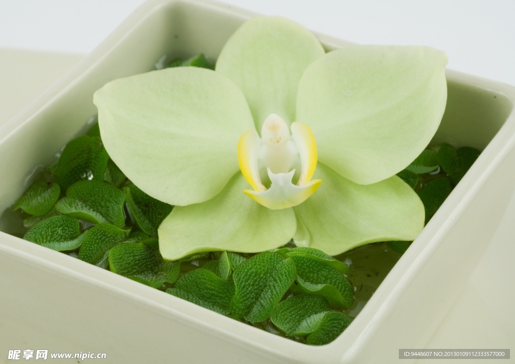 白色鲜花