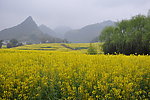 油菜花海