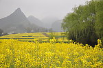 油菜田园