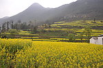 田园油菜花