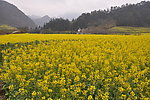 罗平油菜花海