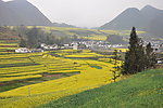田园油菜花