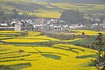 田园油菜花