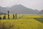 油菜花海