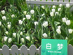 白梦 郁金香