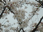 白色樱花