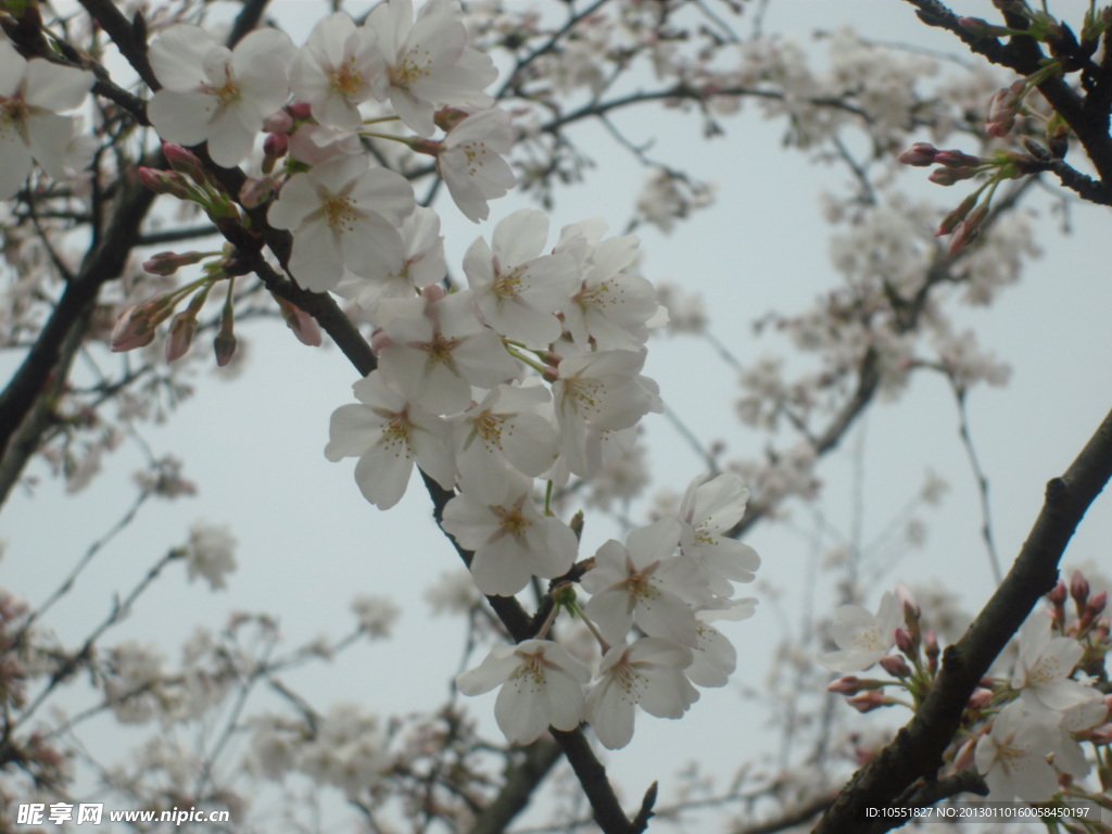 白色樱花